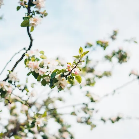 Lil'buddy Apartamento *