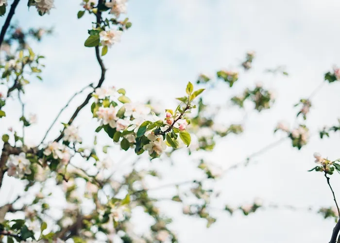 Lil'buddy Apartamento *